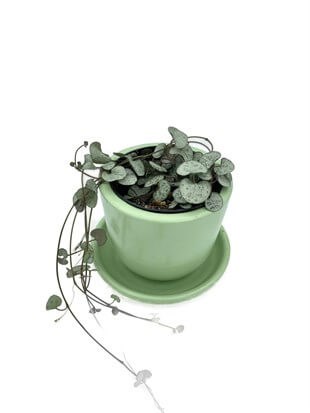 Ceropegia Woodii (Kalp Kalbe Karşı)