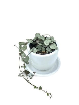 Ceropegia Woodii (Kalp Kalbe Karşı)