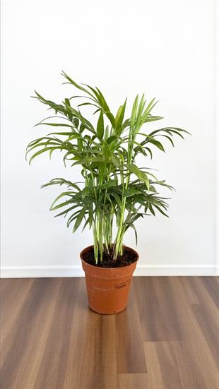Chamaedorea Elegans Dağ Palmiyesi