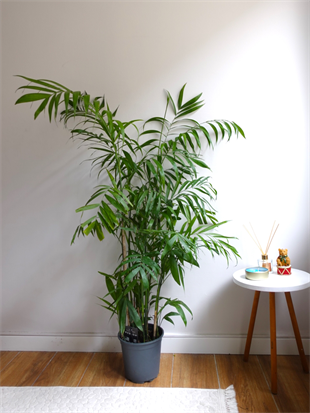 Chamaedorea Seifrizii - Bambu Palmiyesi