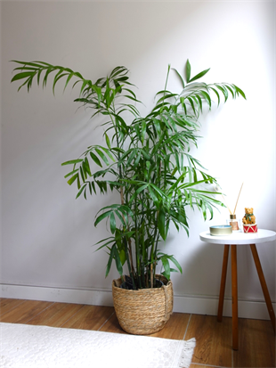 Chamaedorea Seifrizii - Bambu Palmiyesi