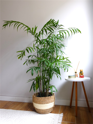 Chamaedorea Seifrizii - Bambu Palmiyesi