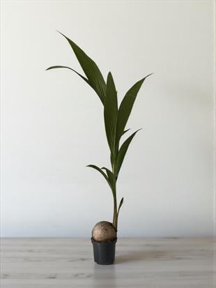 Cocos Palmiyesi 160-170  cm