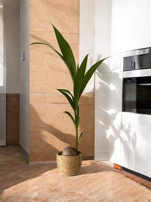 Cocos Palmiyesi 160-170  cm