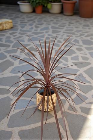 Cordyline Red Star Kordilin Bitkisi 