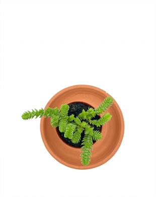 Crassula Muscosa Prenses Çamı