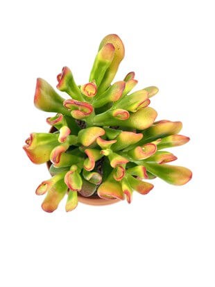 Crassula Ovata Hobbit Büyük Boy 25 Cm
