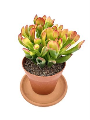 Crassula Ovata Hobbit Büyük Boy 25 Cm