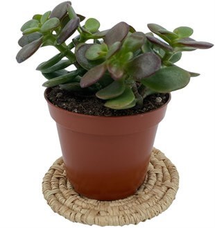 Crassula Ovata (Para Ağacı) 8.5 Cm Saksıda
