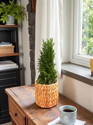 Curvy Elwoodii –  Yılbaşı Çamı 40 - 50 Cm 