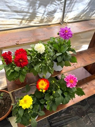 Dalya (Yıldız Çiçeği) – Renkli Bahar Serisi 3 lü Set
