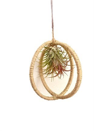 Dekoratif Bohem Sarkıtlı Tillandsia Ionantha Air Plant Hava Bitkisi