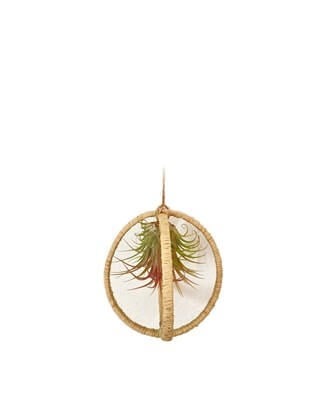 Dekoratif Bohem Sarkıtlı Tillandsia Ionantha Air Plant Hava Bitkisi