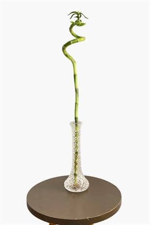 Dekoratif Kristal Cam Vazo-Tekli Şans Bambusu İçin Vazo