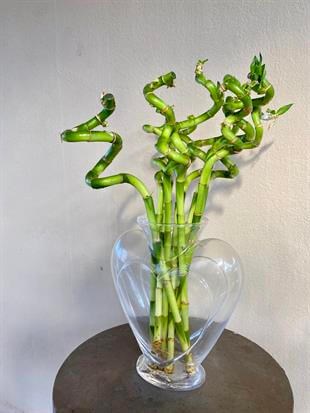 Dekoratif Kalpli Cam Vazo-Şans Bambusu İçin Vazo