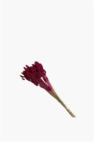 Dekoratif Şoklanmış Bordo Pamuk Otu Kuru Çiçek