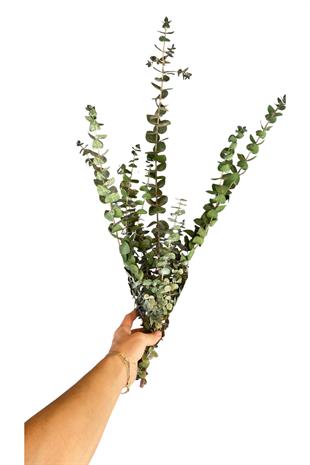 Dekoratif Şoklanmış Okaliptus Çiçek