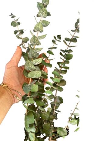 Dekoratif Şoklanmış Okaliptus Çiçek