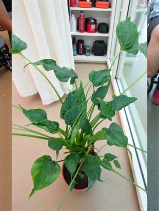 Dev Buda Eli - Alocasia Cucullata (100-120 cm Şans Bitkisi)