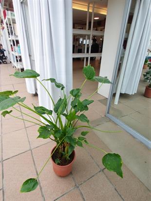 Dev Buda Eli - Alocasia Cucullata (100-120 cm Şans Bitkisi)