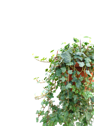 Dev Form Askılı İngiliz Orman Sarmaşığı – Hedera Helix (Yeşil Şelale)