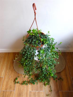 Dev Form Askılı İngiliz Orman Sarmaşığı – Hedera Helix (Yeşil Şelale)