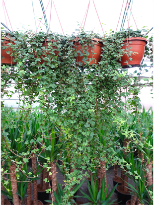 Dev Form Askılı İngiliz Orman Sarmaşığı – Hedera Helix (Yeşil Şelale)