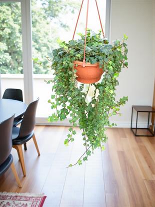 Dev Form Askılı İngiliz Orman Sarmaşığı – Hedera Helix (Yeşil Şelale)