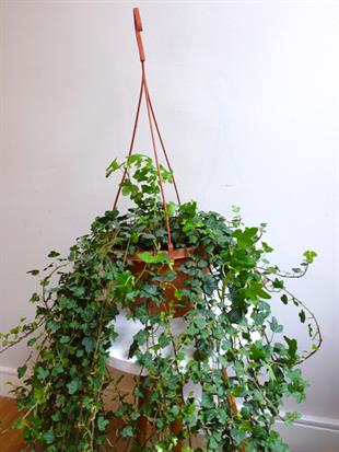 Dev Form Askılı İngiliz Orman Sarmaşığı – Hedera Helix (Yeşil Şelale)