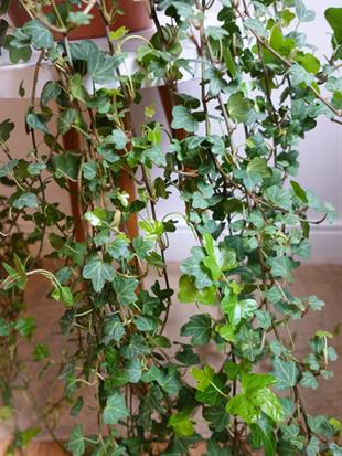 Dev Form Askılı İngiliz Orman Sarmaşığı – Hedera Helix (Yeşil Şelale)