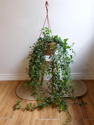 Dev Form Askılı İngiliz Orman Sarmaşığı – Hedera Helix (Yeşil Şelale)