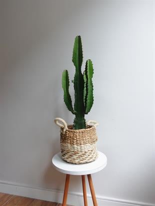 Dev Kovboy Kaktüsü 80 - 100 cm – Euphorbia Acrurensis 