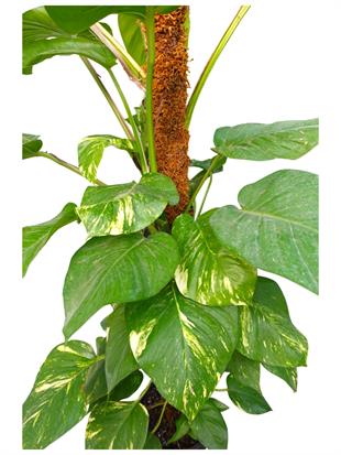 Dev Patos Sarmaşığı Sopalı Yosun Gövdeli 160 - 180 Cm Pothos Epipremnum Aureum 