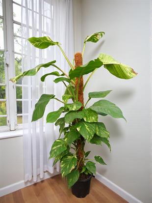 Dev Patos Sarmaşığı Sopalı Yosun Gövdeli 160 - 180 Cm Pothos Epipremnum Aureum 