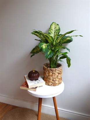 Difenbahya Camilla Bitkisi 40-50 cm