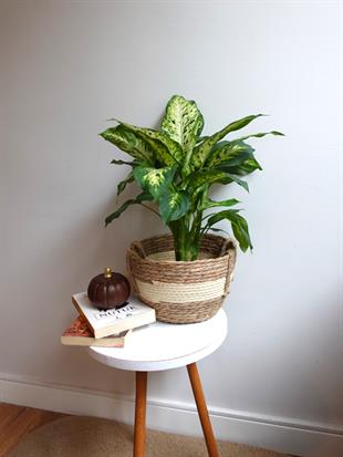 Difenbahya Camilla Bitkisi 40-50 cm