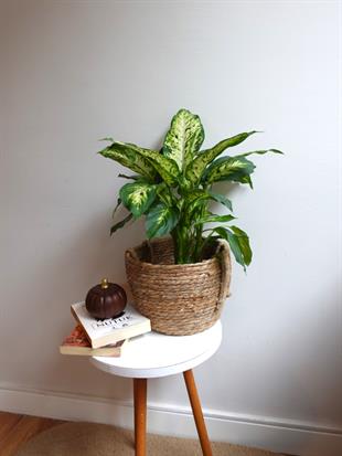 Difenbahya Camilla Bitkisi 40-50 cm