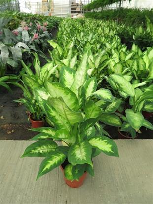 Difenbahya Camilla Bitkisi 40-50 cm