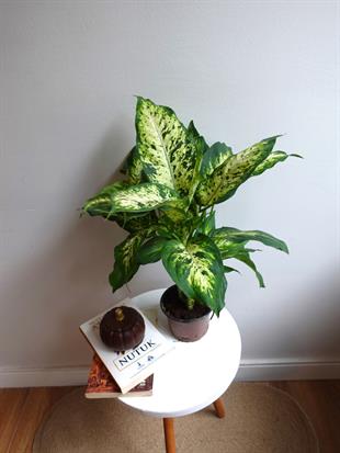 Difenbahya Camilla Bitkisi 40-50 cm