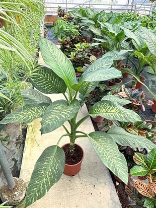 Difenbahya Tropic Snow XXL (140-160 cm) – Yaşam Alanınızın Dev Tropik Süsü 🌿