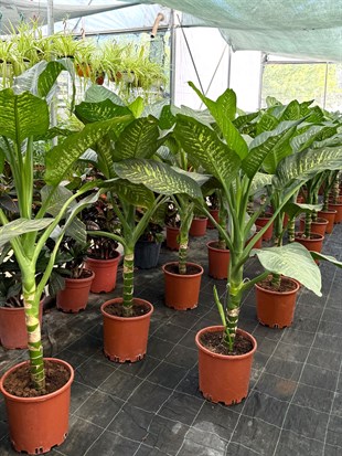 Difenbahya Tropic Snow XXL (140-160 cm) – Yaşam Alanınızın Dev Tropik Süsü 🌿