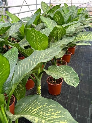 Difenbahya Tropic Snow XXL (140-160 cm) – Yaşam Alanınızın Dev Tropik Süsü 🌿
