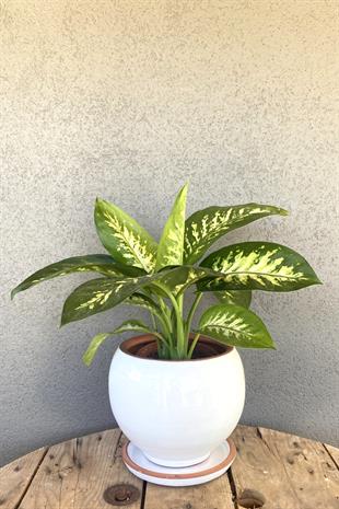 Difenbahya Tropik Snow Dieffenbacia Bitkisi 40-50 Cm