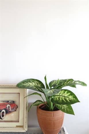 Difenbahya Tropik Snow Dieffenbacia Bitkisi 40-50 Cm