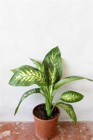 Difenbahya Tropik Snow Dieffenbacia Bitkisi 40-50 Cm