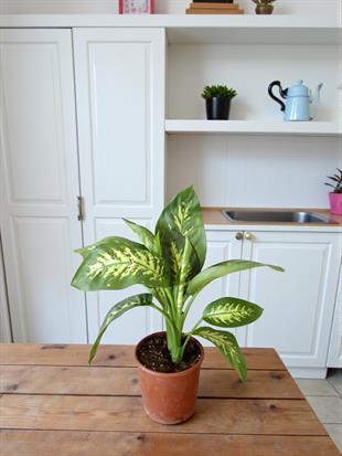 Difenbahya Tropik Snow Dieffenbacia Bitkisi 40-50 Cm