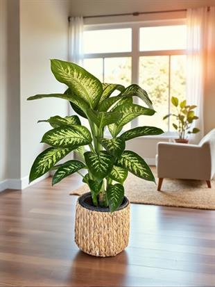 Difenbahya Tropik Snow XL Dieffenbacia Bitkisi 90-100 Cm Çok Köklü