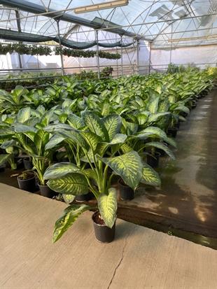 Difenbahya Tropik Snow XL Dieffenbacia Bitkisi 90-100 Cm Çok Köklü