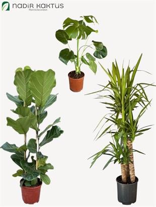 Doğal Köşe Üçlüsü (Monstera -3 Gövdeli Yucca 160 CM - 2 Gövdeli Lyrata 180 CM)