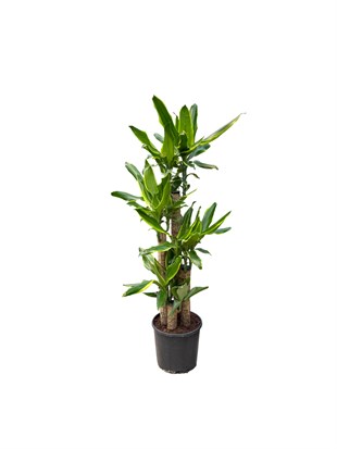 Dracaena Birce 4 Gövde (100-120 cm) – Minimalist ve Dolgun Tropikal Zarafet 🌿